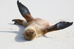 Galapagos Wildlife